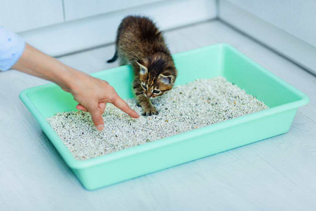 Babykatze steigt vorsichtig in Katzenklo