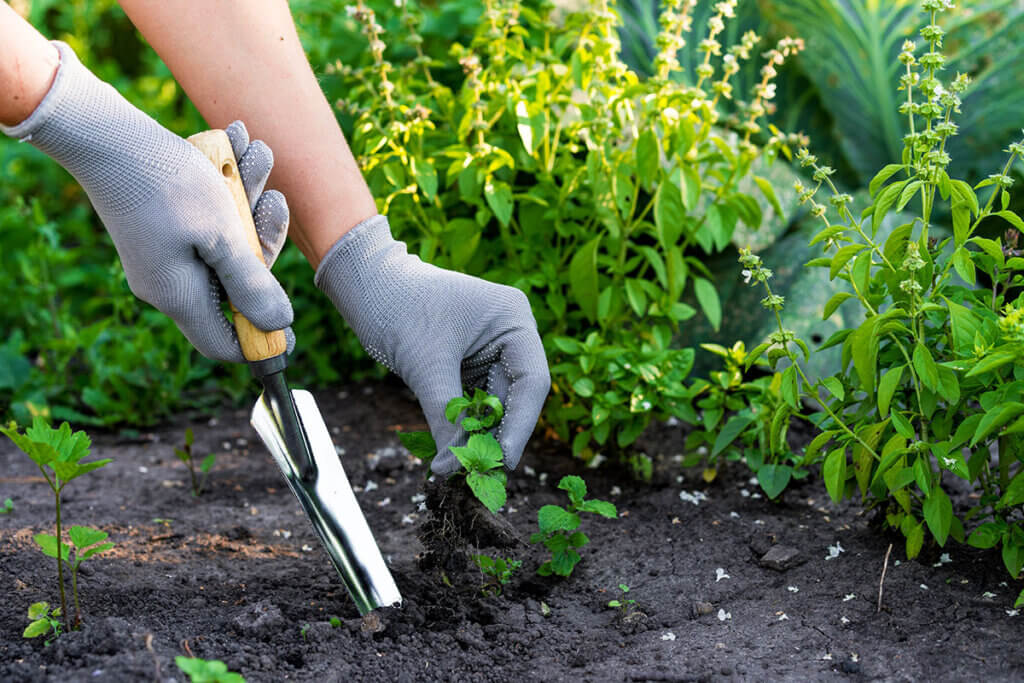 Person entfernt Unkraut aus Beet